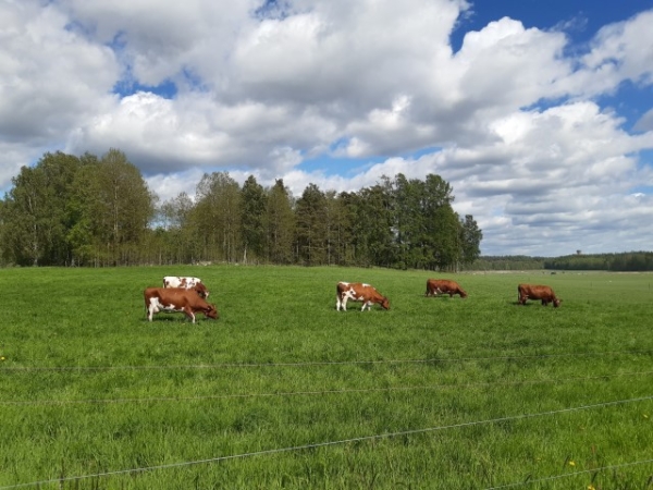 Lehmiä laitumella Helsingin Viikissä.