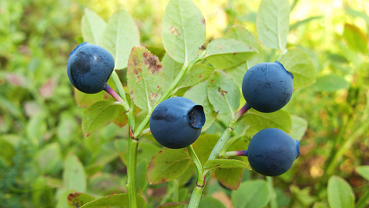 tieto-mustikan-polyfenoleista-on-lis-nnyt-sen-suosiota-kehittyv