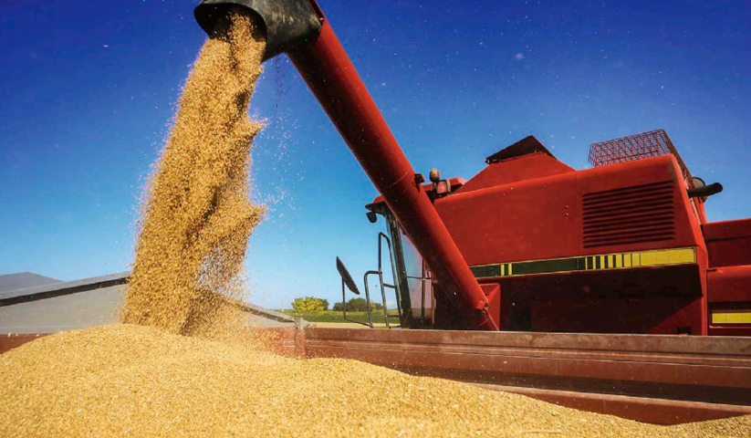 Kuvituskuva: durumvehnä.