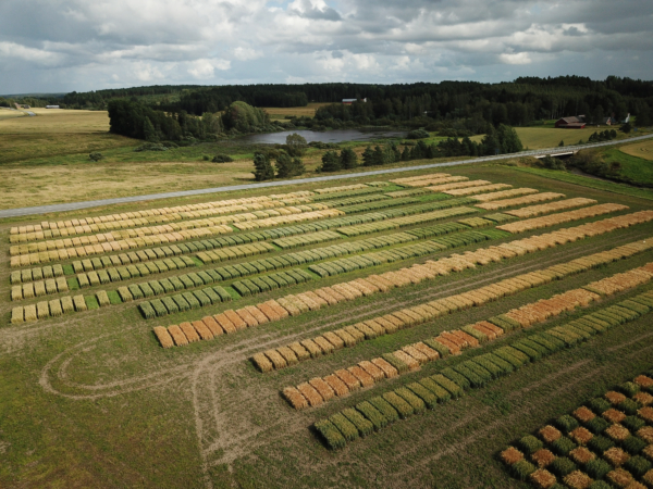 Dronekuva koeruuduista.